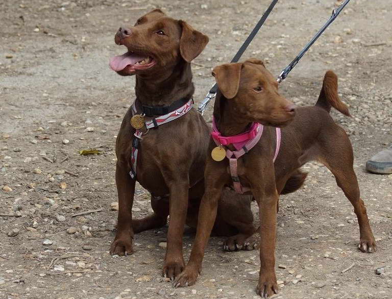 Red Patterdale Terrier