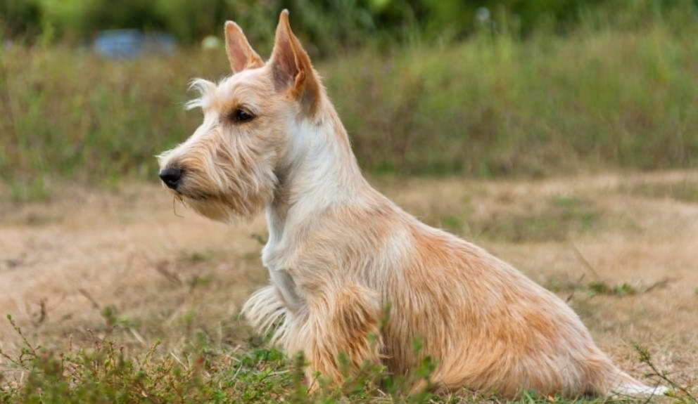 Red Wheaten Scottish Terrier For Sale