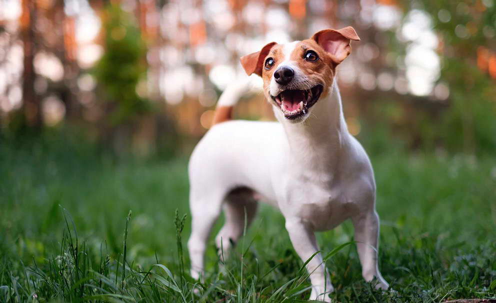 Russell Terrier Images