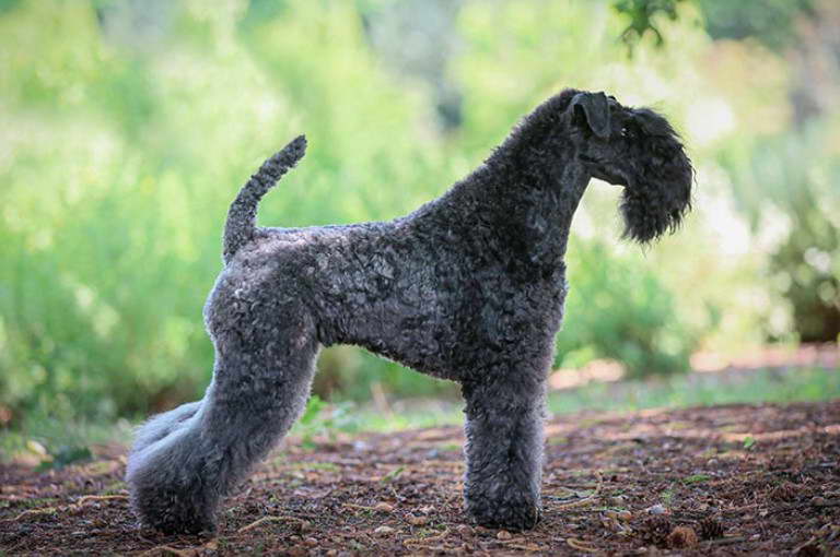 Russian Blue Terrier Pictures