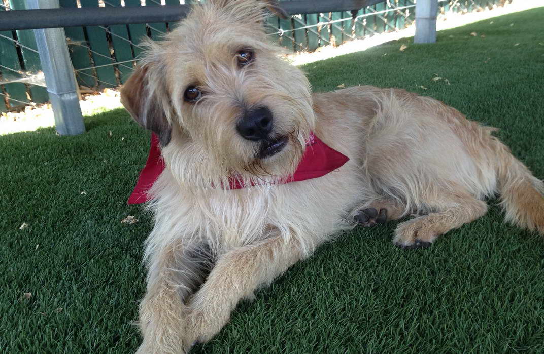 Sandy Wheaten Terrier Mix