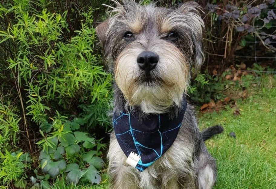 Schnauzer Jack Russell Terrier Mix Puppies