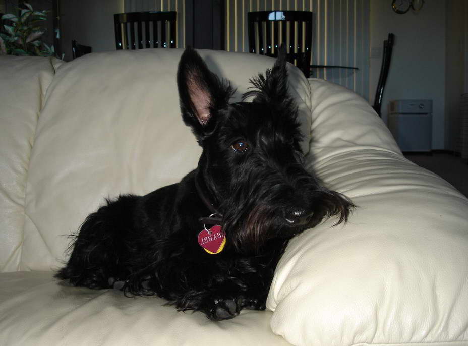 Scottish Terrier And Children