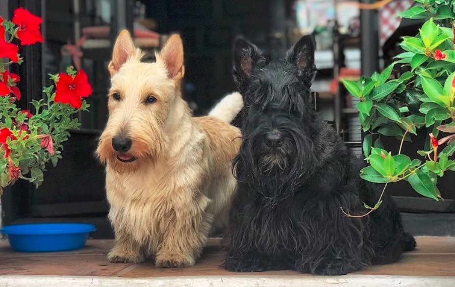 Scottish Terrier Australia