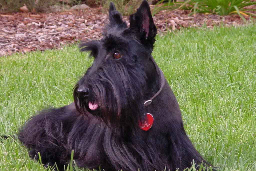 Scottish Terrier Bite Force