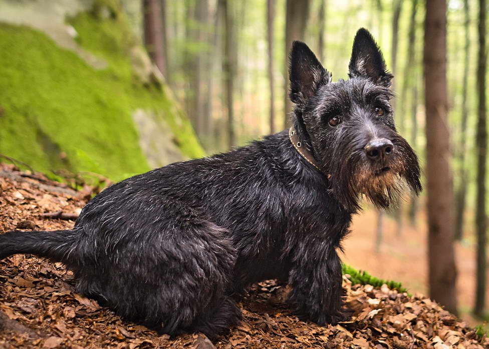 Scottish Terrier Dogs 101