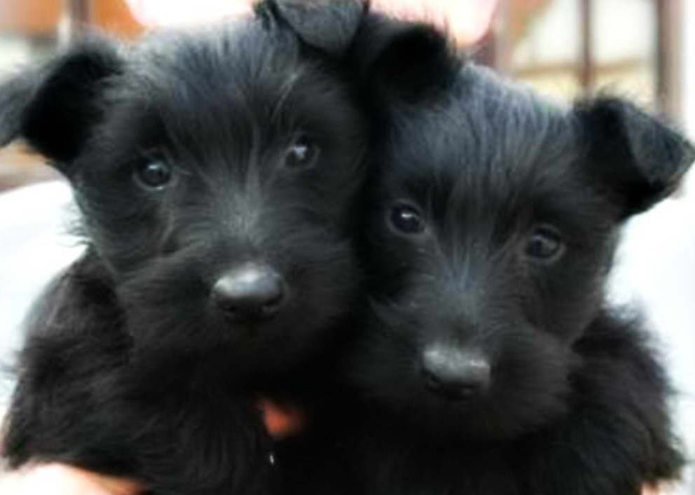 Scottish Terrier Floppy Ears