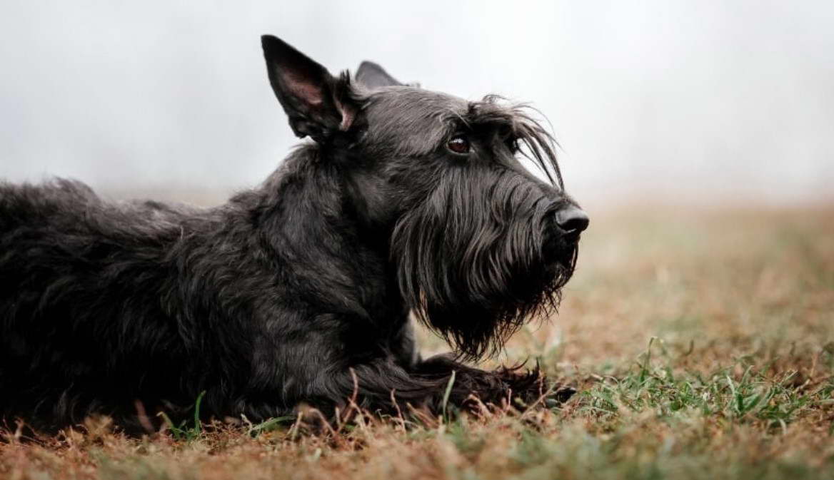 Scottish Terrier Head