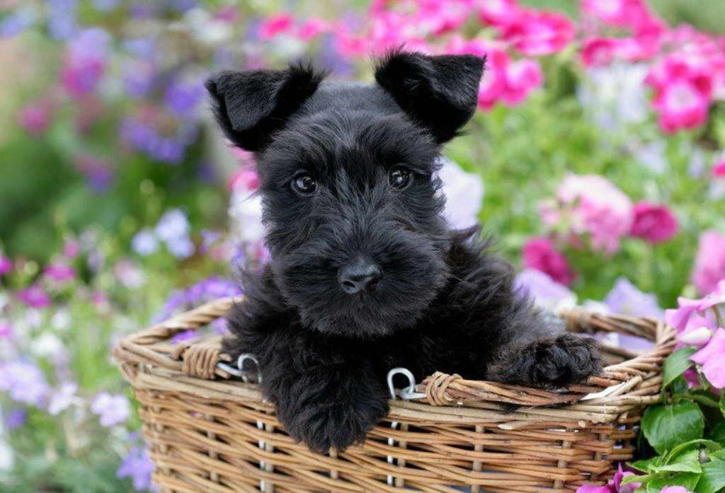 Scottish Terrier Idaho