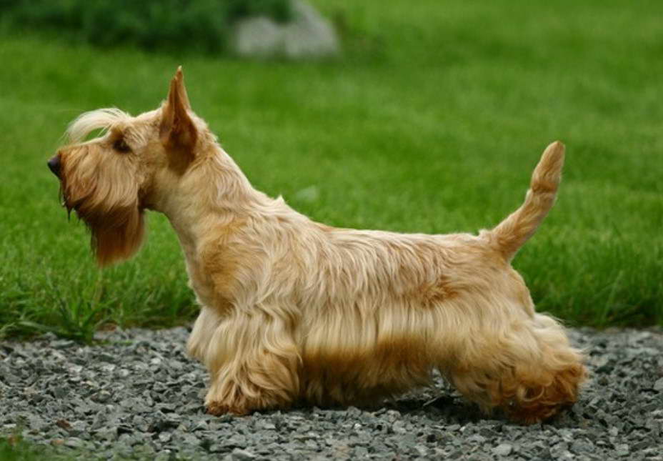 Scottish Terrier Missouri