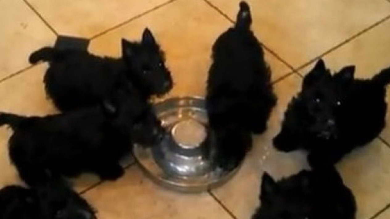 Scottish Terrier Pinwheel