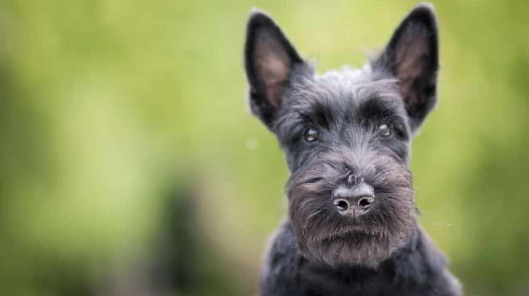 Scottish Terrier Potty Training