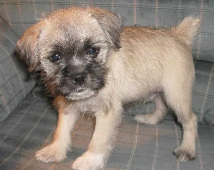 Scottish Terrier Pug Mix