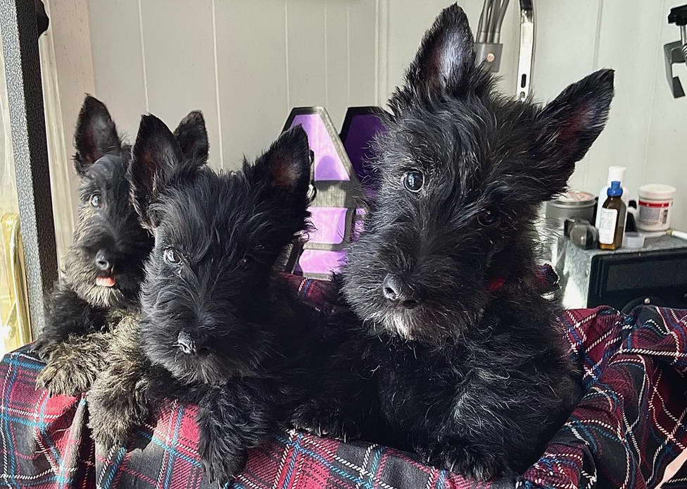 Scottish Terrier Puppies Maryland