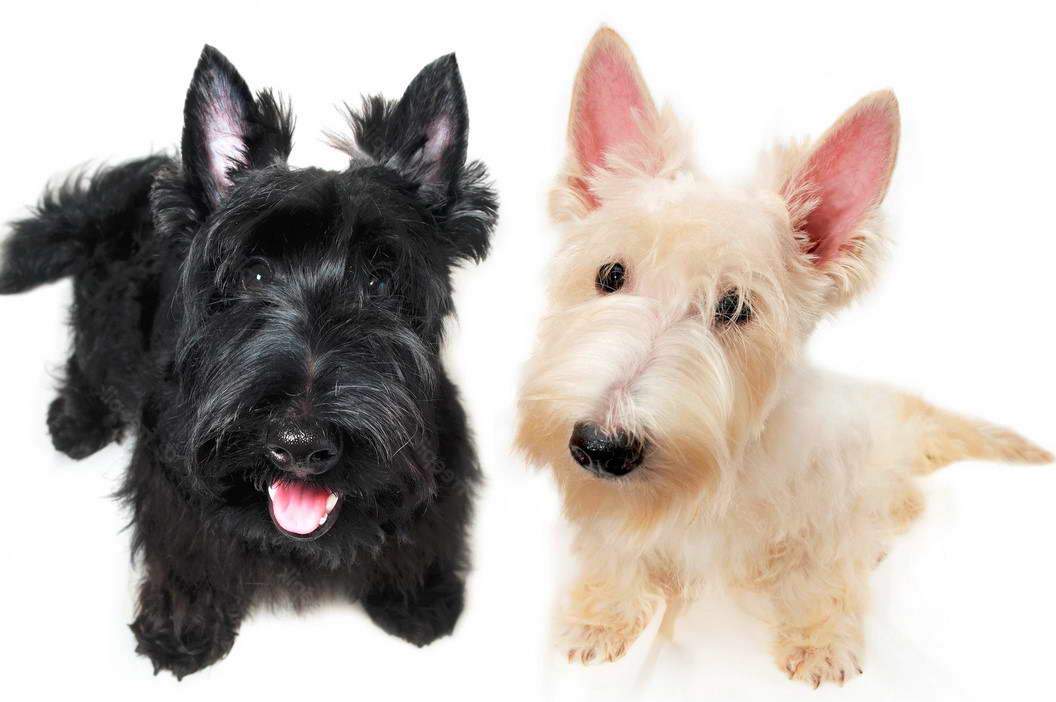 Scottish Terrier Puppy Pictures