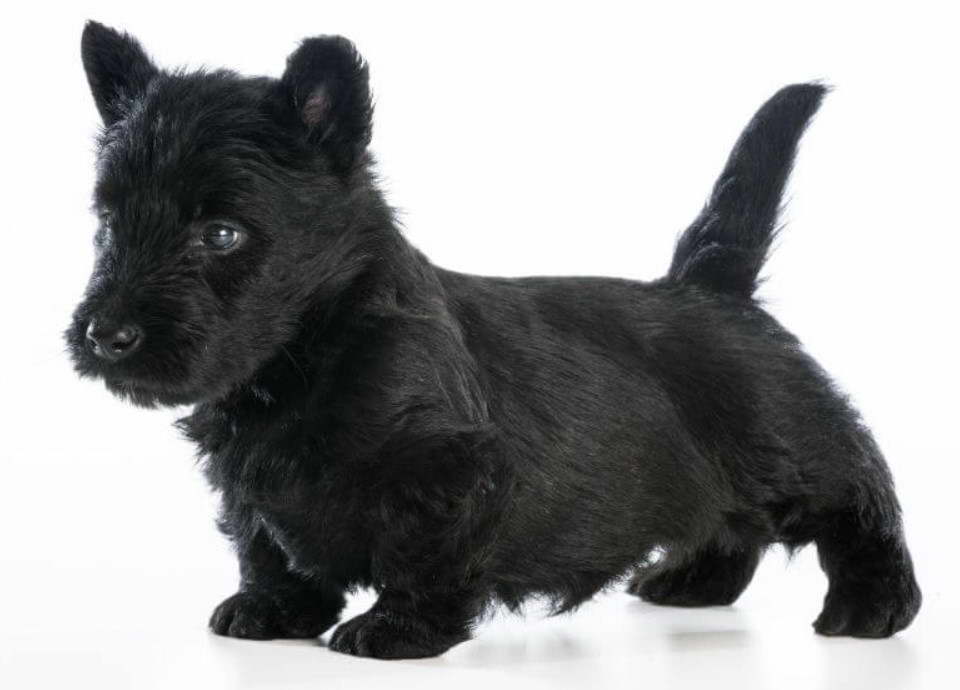 Scottish Terrier Rescue Arkansas