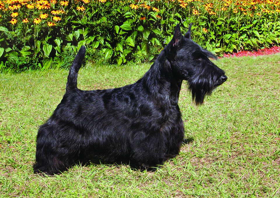 Scottish Terrier Rescue Ohio