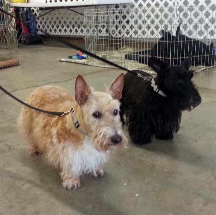 Scottish Terrier Rescue Sc