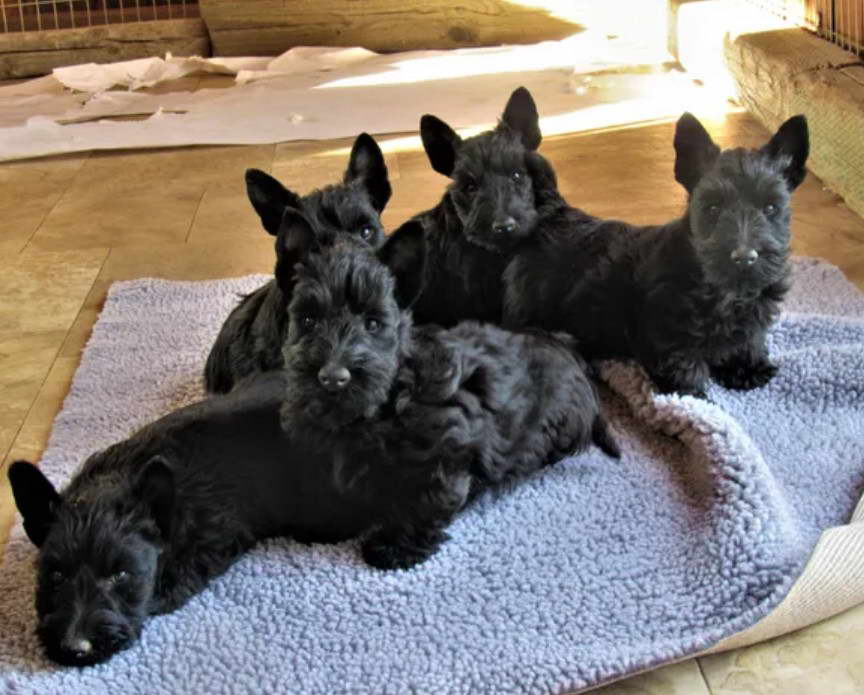 Scottish Terrier Utah