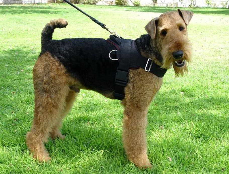 Scottish Welsh Terrier