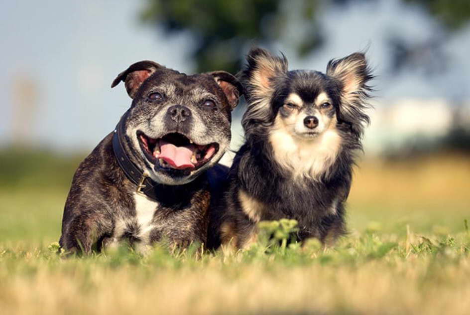 Shefford Bull Terrier