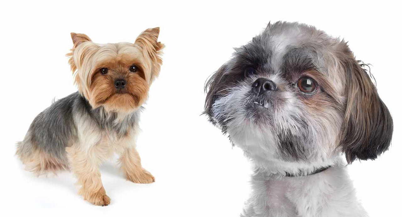 Shih Tzu Vs Yorkshire Terrier