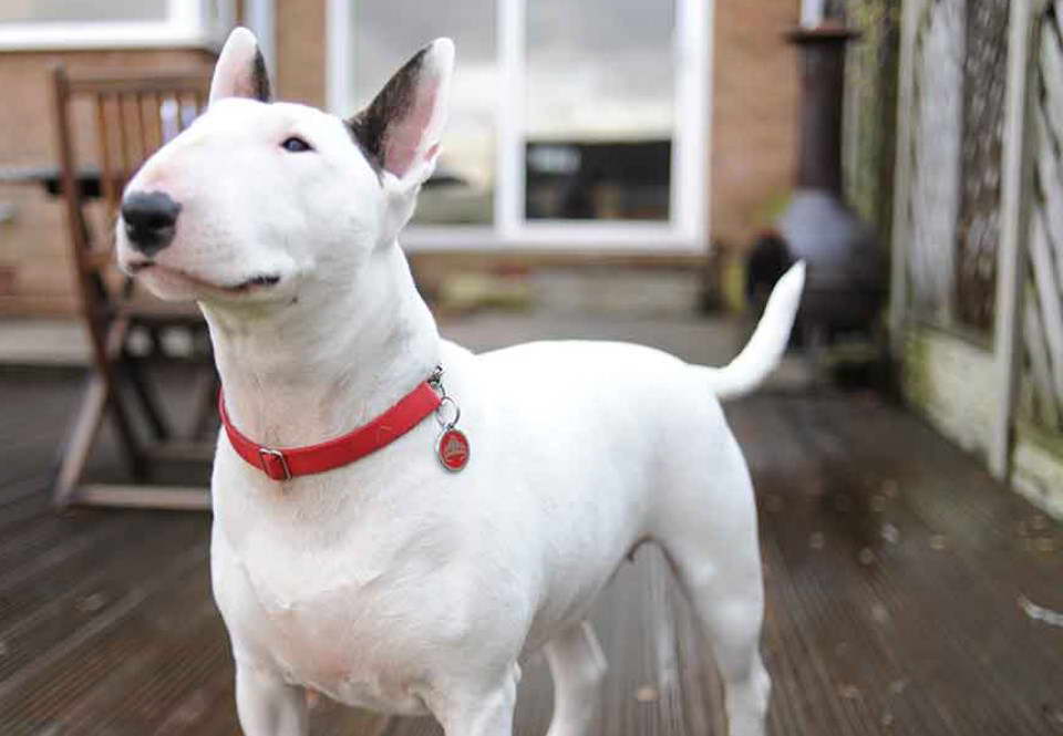 Should I Get A Bull Terrier