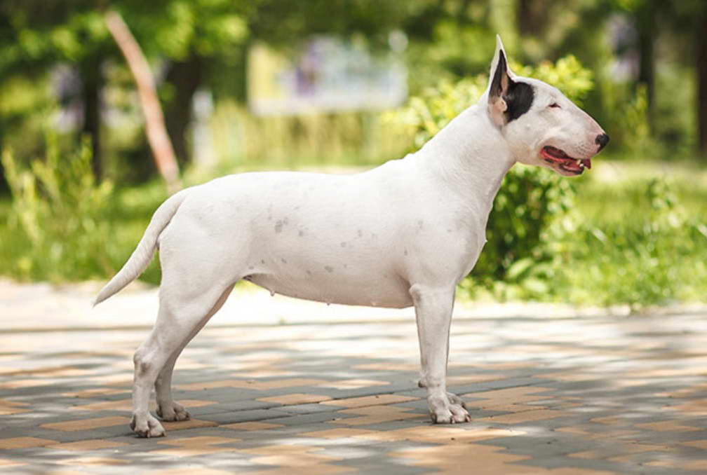 Show Me A Picture Of A Bull Terrier