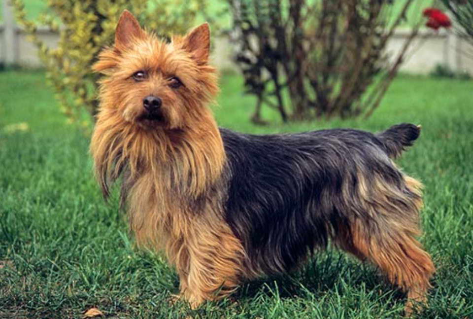 Silky Terrier Breeders Missouri