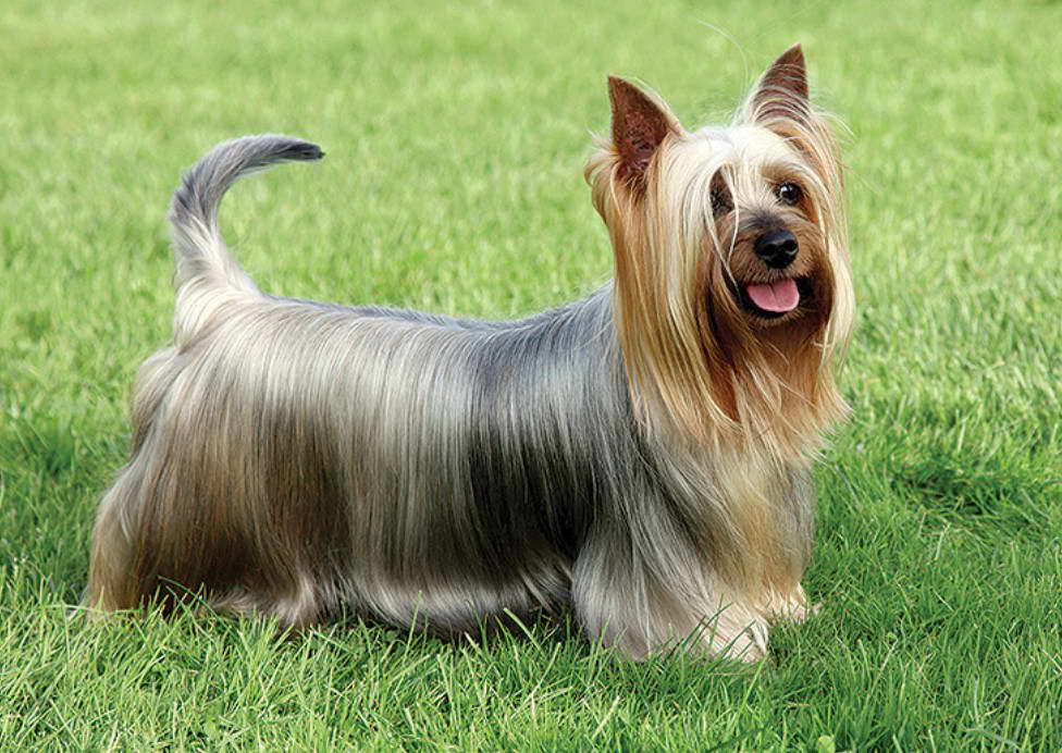 Silky Terrier For Sale Perth