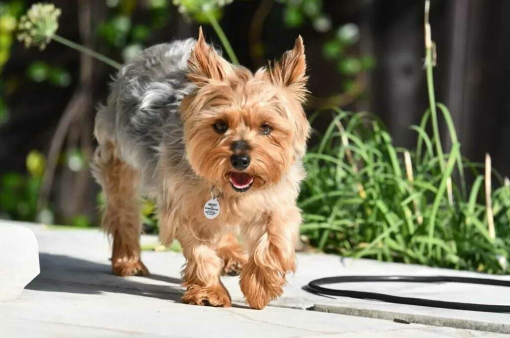 Silky Terrier Pelo Corto