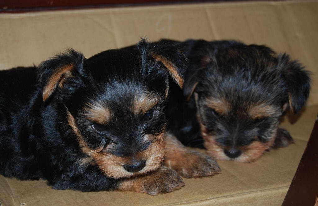 Silky Terrier Precio Mexico