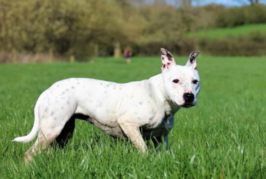 Staffordshire Bull Terrier Breeders Nc