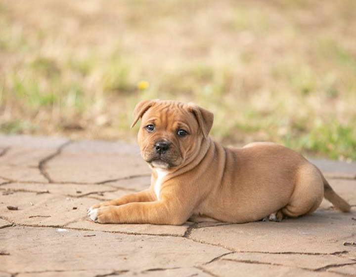 Staffordshire Bull Terrier Colours And Markings