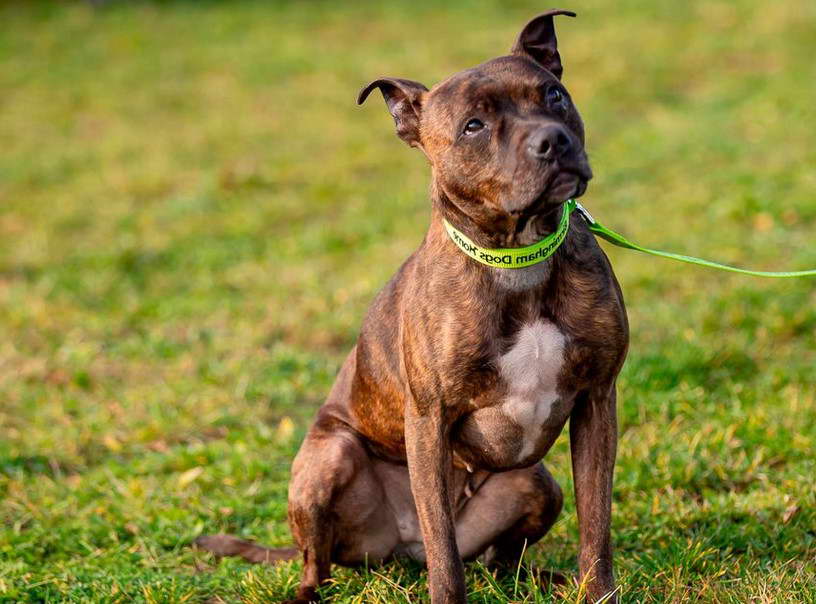 Staffordshire Bull Terrier Cross Springer Spaniel