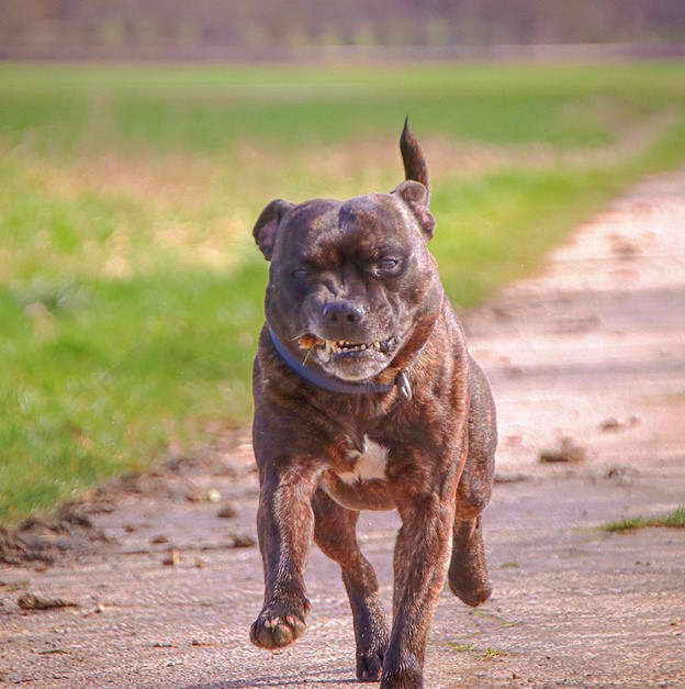 Staffordshire Bull Terrier Growling