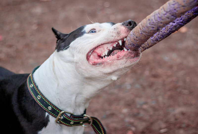 Staffordshire Bull Terrier Jaw Lock