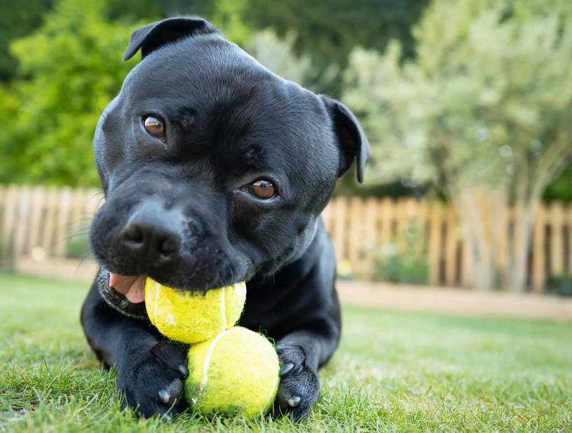 Staffordshire Bull Terrier Kennel Club Uk