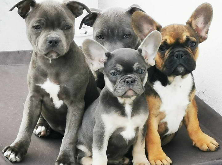 Staffordshire Bull Terrier Puppies For Sale Ireland