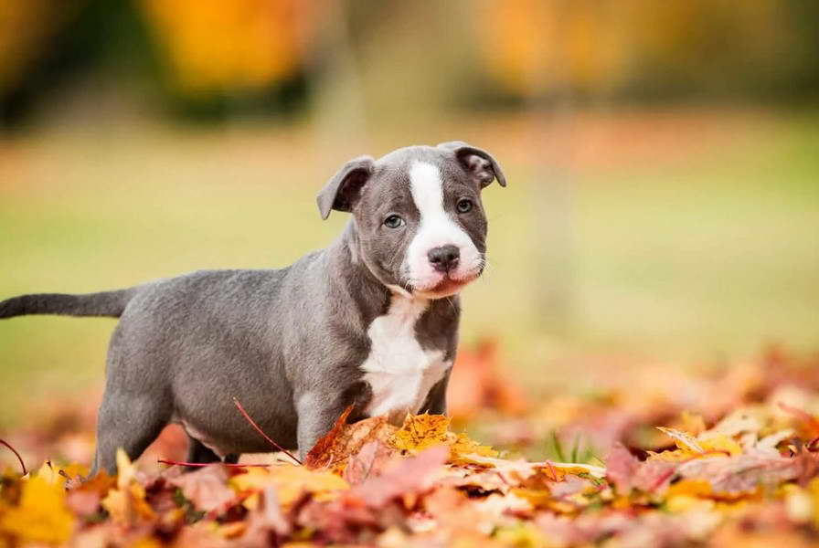 Staffordshire Bull Terrier Pups For Sale Near Me