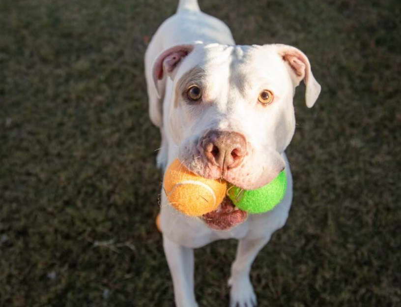 Staffordshire Bull Terrier Rescue Arizona