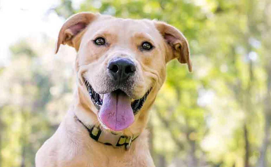 Staffordshire Terrier Black Lab Mix