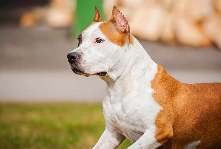 Staffordshire Terrier Club