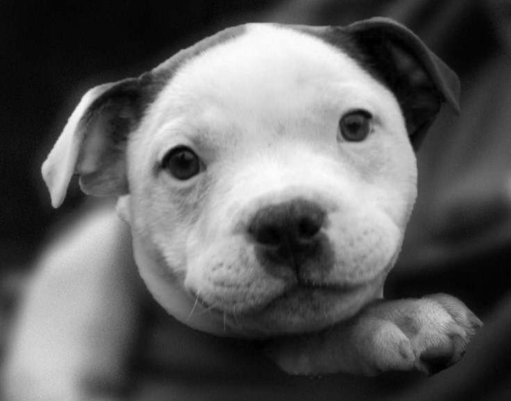 Staffordshire Terrier For Sale In Florida