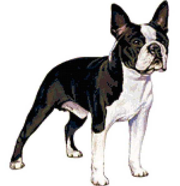 Stitch Boston Terrier