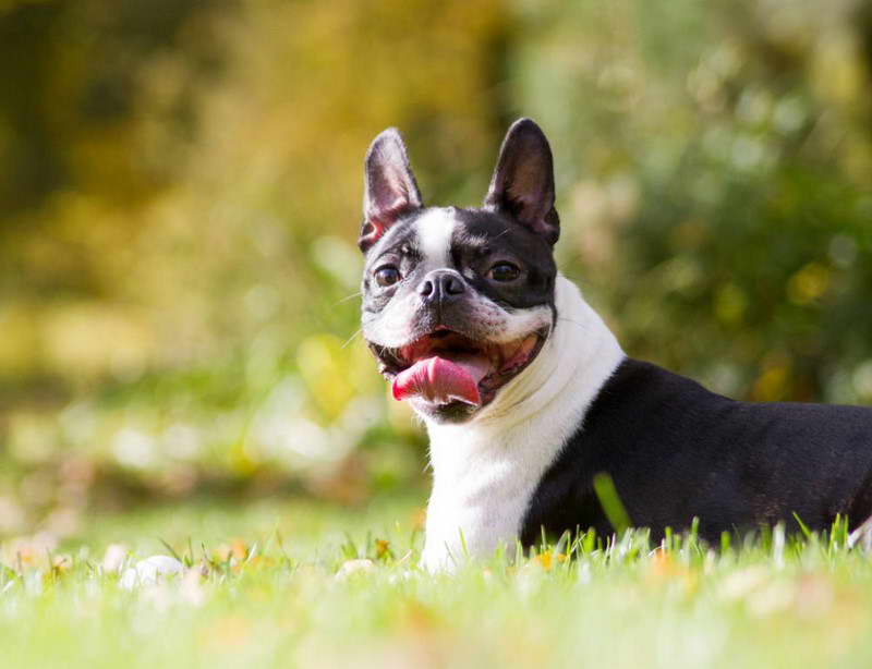 Stubborn Boston Terrier Tricks