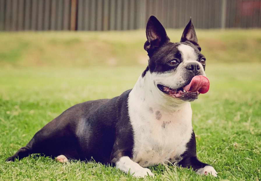 Sunshine Boston Terrier Reviews