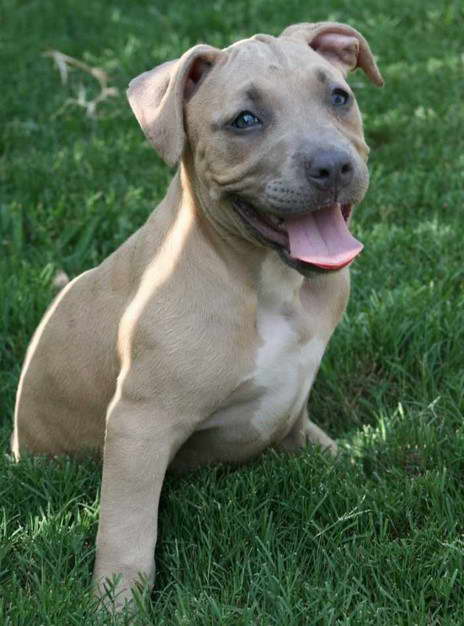 Tan Pit Bull Terrier