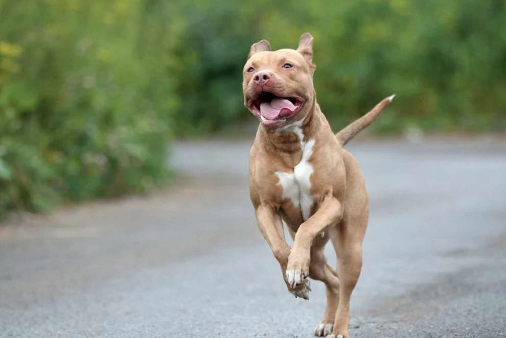 Tan Pitbull Terrier