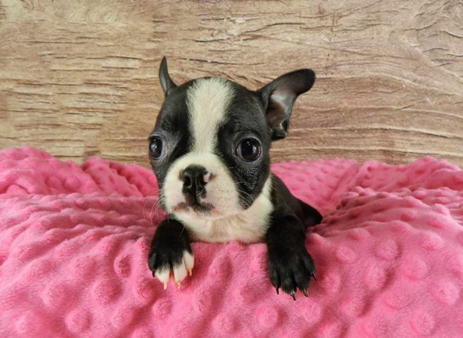 Teacup Boston Terrier Puppies For Sale In Louisiana